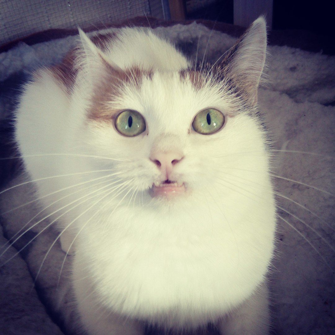 кошка