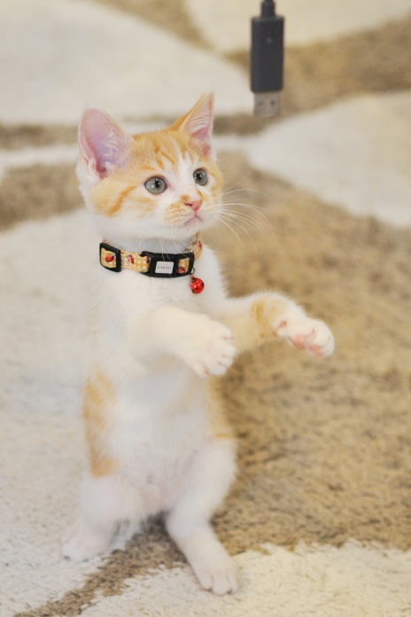 Коты прямоходящие Коты прямоходящие