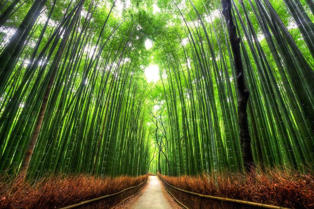 Проход из бамбука, Япония