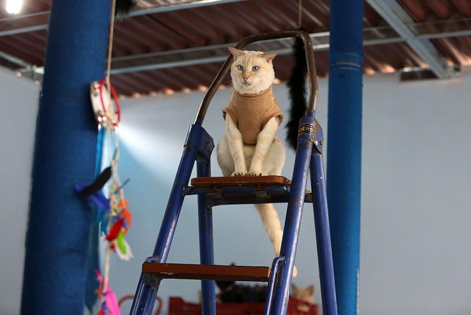 Кошкин дом