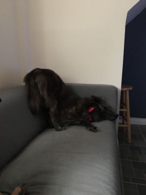 Домашние животные, уснувшие в самых неожиданных местах и позах (37 фото) Домашние животные, уснувшие в самых неожиданных местах и позах (37 фото)