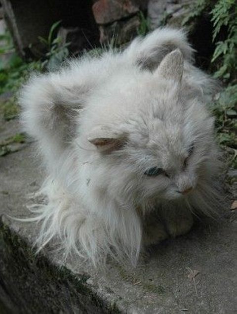 Коты с крыльями! Удивительная кошачья аномалия! Коты с крыльями! Удивительная кошачья аномалия!