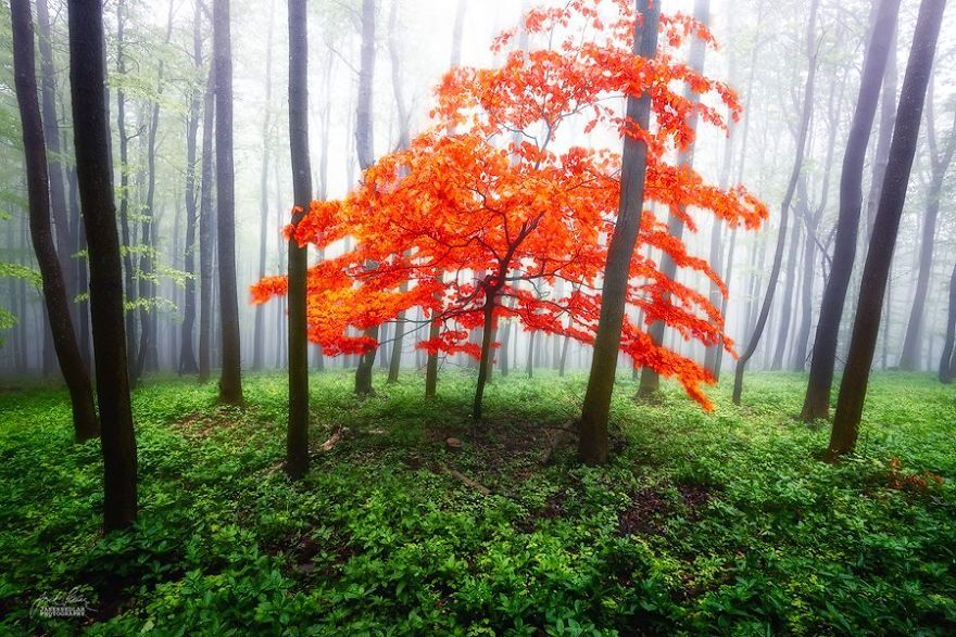 Осенняя окраска леса в фотографиях 