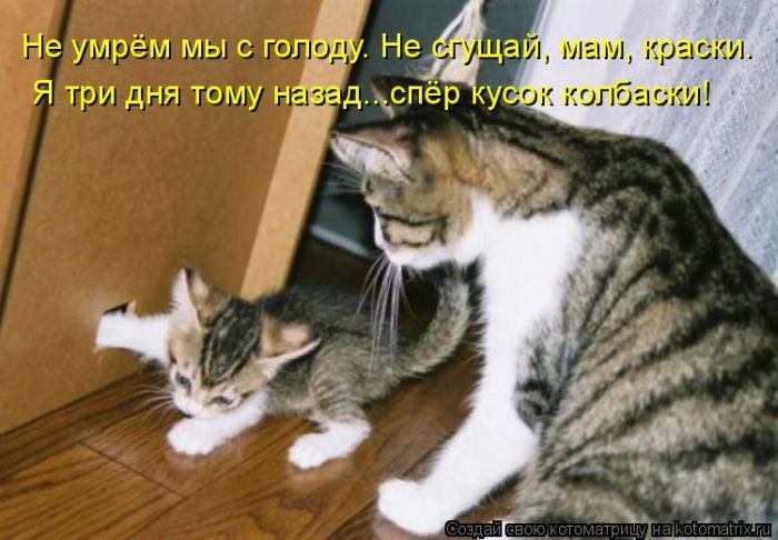 Котейки, собаки и один конь желают всем хорошего настроения!