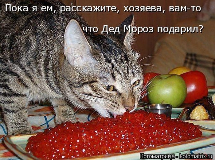 Лучшие котоматрицы прошедшей недели