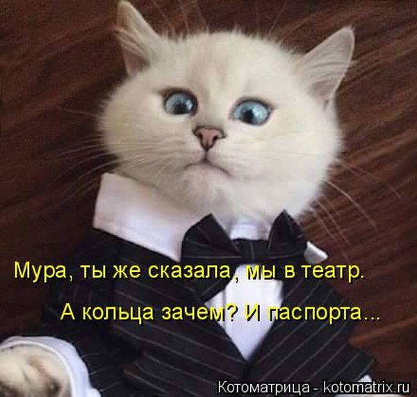 Лучшие котоматрицы прошедшей недели