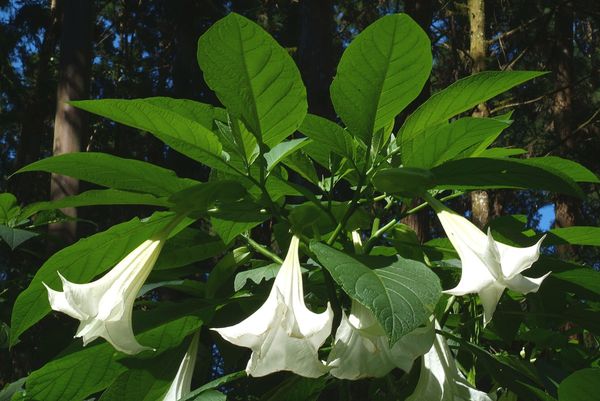   (Brugmansia suaveolens).    cmuscmr.cmu.edu.tw