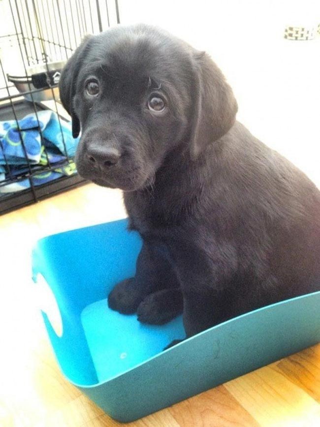 30 неприхотливых собак, которые будут сидеть везде, где им вздумается comfydogs13 30 неприхотливых собак, которые будут сидеть везде, где им вздумается