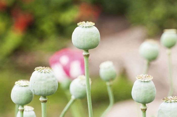 война, случай, интересное