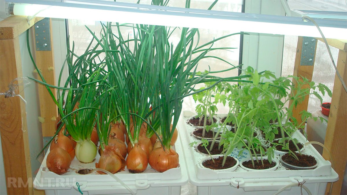 Гидропоника: бытовые установки для выращивания цветов, зелени и овощей