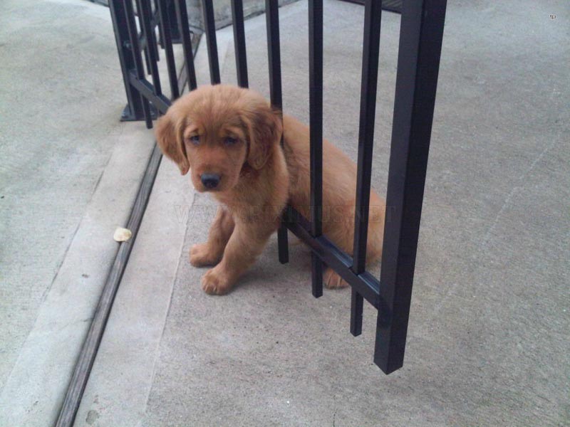 Собачьи неудачи - Печальный щенок не смог пролезть сквозь забор 