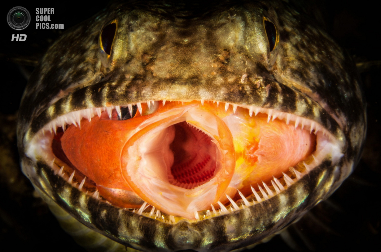 : Macro/Close-up. 2 . (Doris Vierkotter/UnderwaterPhotography.com)