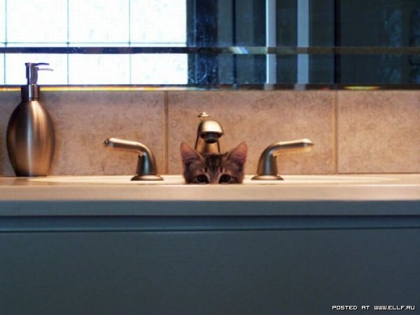 Смешные коты в засаде (30 фото)