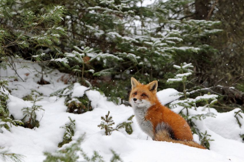 Лиса, Камера, Курьез