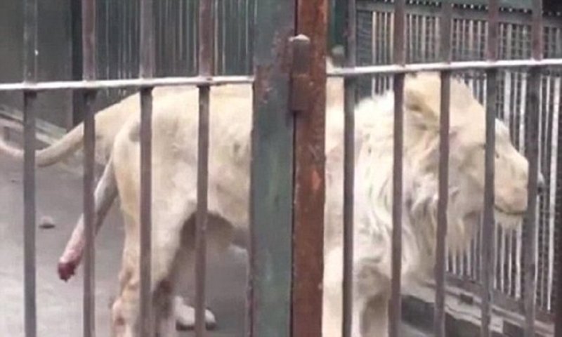 Голодный лев в китайском зоопарке отгрыз собственный хвост Голодный лев в китайском зоопарке отгрыз собственный хвост Тайюань, Шаньси, животное, зоопарк, китай, лев, отгрызенный хвост, травма животного