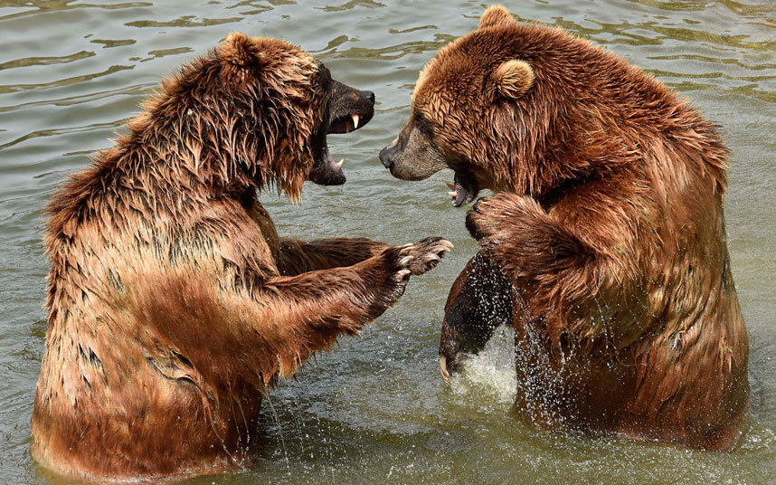 Два камчатских бурых медведя в зоопарке в Германии