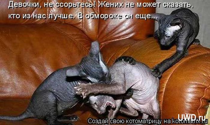 Веселые котоматрицы #29 (50 штук) " Ex.BY - фотоприколы, фото девушек и животных