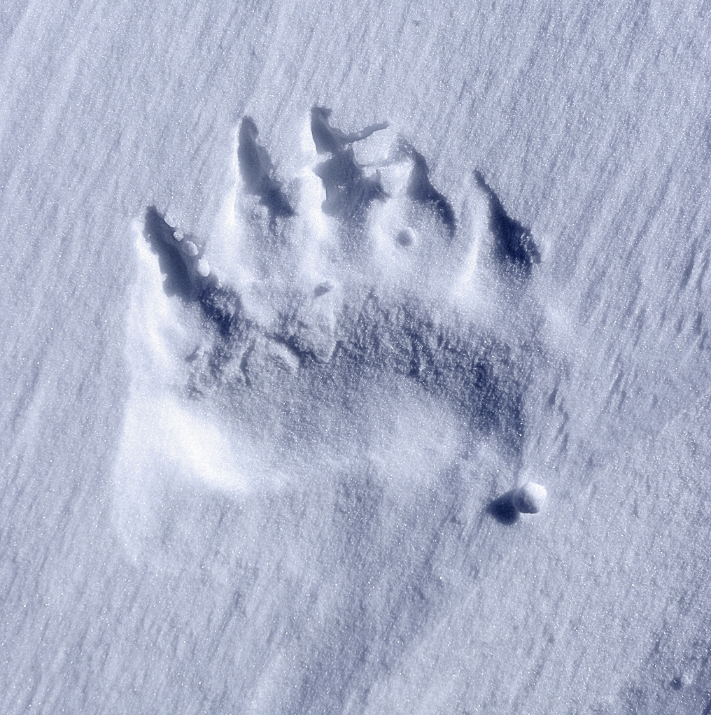 Следы белого медведя на снегу