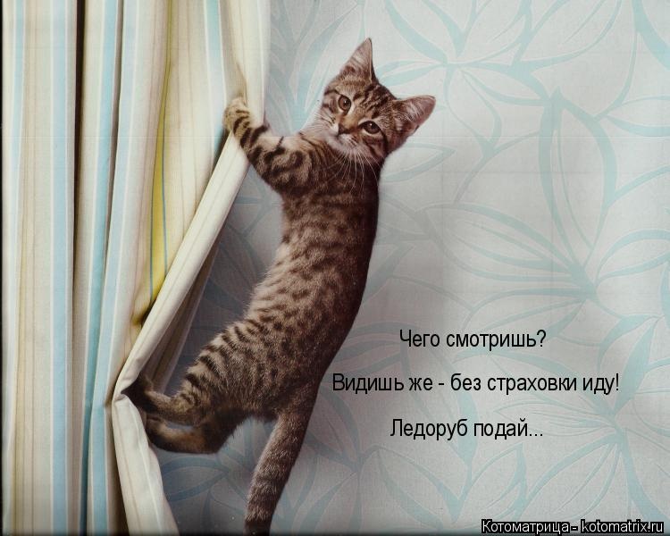 Санитар Васька (котоматрица) 40 фото Санитар Васька (котоматрица) 40 фото