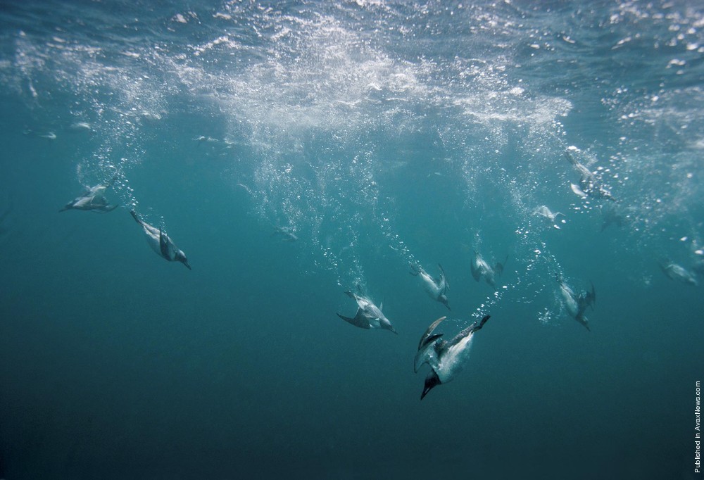 Polar Tales By Paul Nicklen. Part II