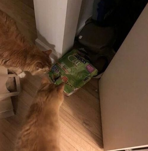 Кошки, пойманные с поличным Кошки, пойманные с поличным