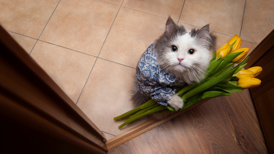 Кошкин день Кошкин день