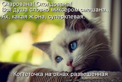 Новая отличная котоматрица (37 фото)