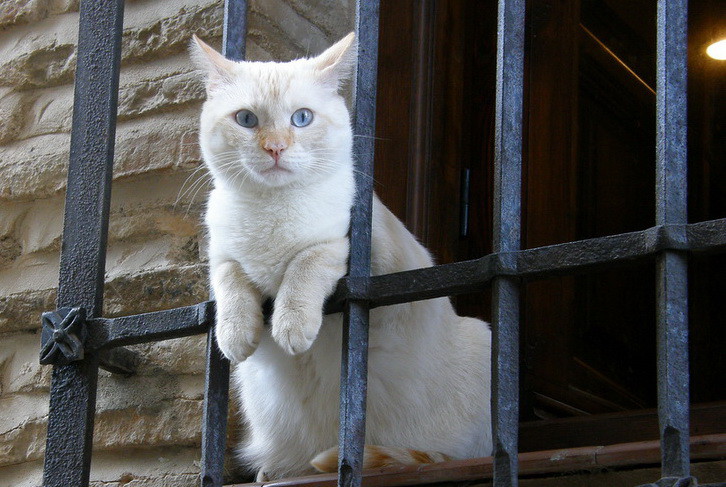 Коты- преступники Коты- преступники животные, юмор