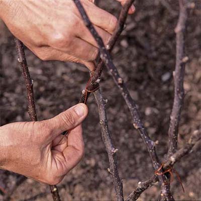 Шпалеры для растений