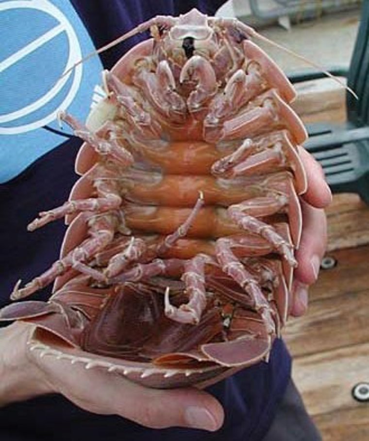 4. Гигантский изопод (Giant isopod) 4. Гигантский изопод (Giant isopod) животные, факты