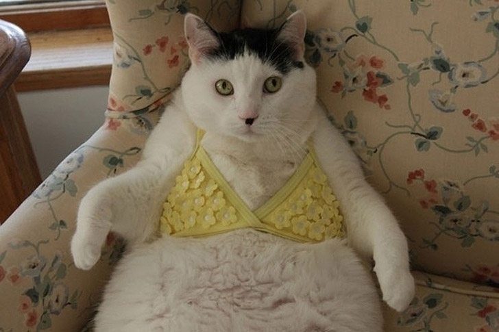 толстые коты, кот толстопуз, смешные коты