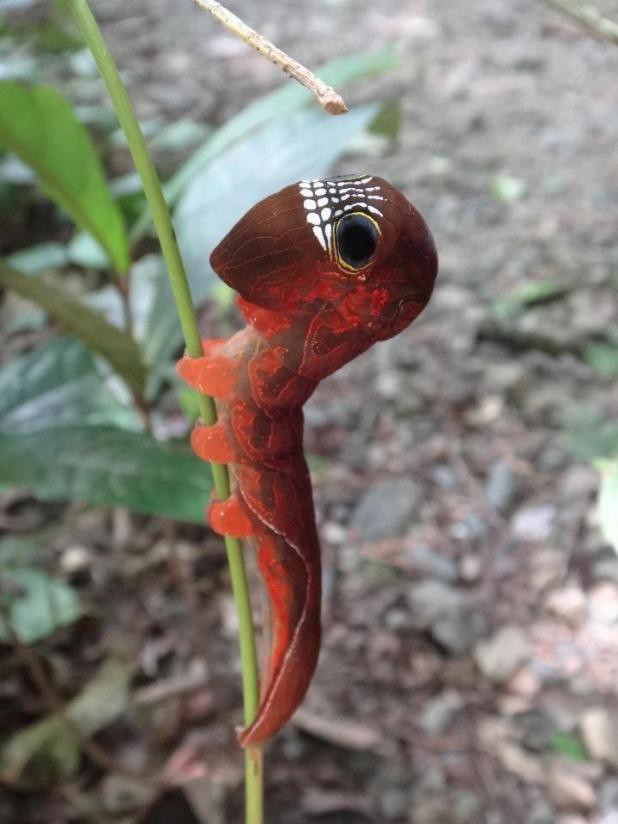 Phyllodes imperialis бабочка, гусеница, интересно, красиво