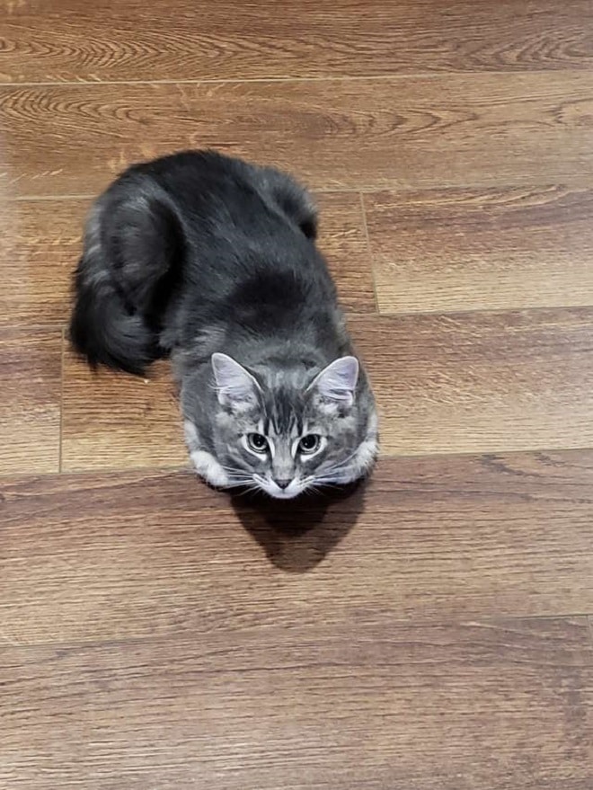 Кошка на ламинате Кошка лежит