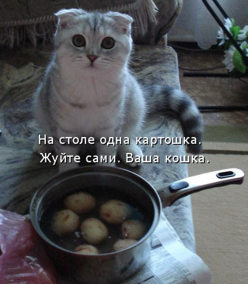 Лучшая котоматрица фото