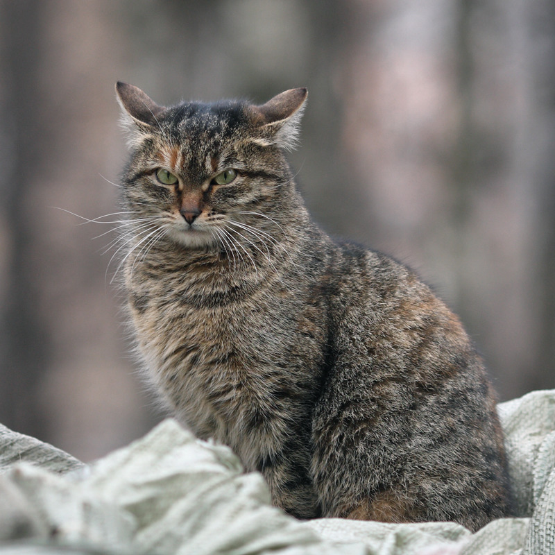 Картинка гордый кот