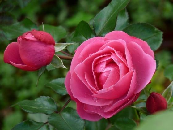 Романтическая роза сорт Auguste Renoir, фото сайта nature-elixir.blogspot.com