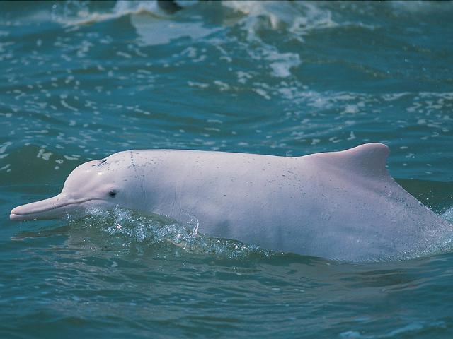 Китайский дельфин дельфины, животные