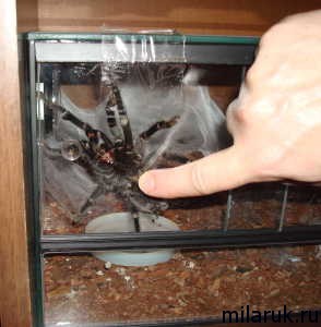 паук фотографии,паутина,террариум,рассказ о пауках,животные