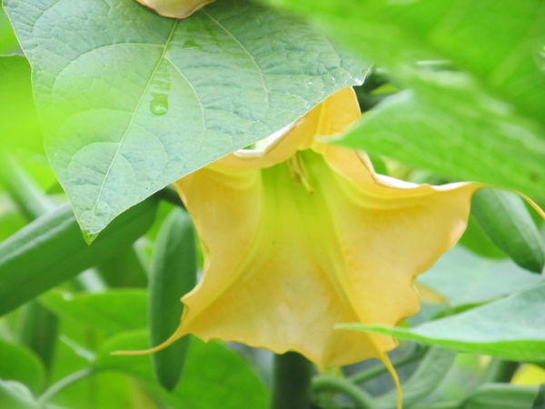 Brugmansia aurea