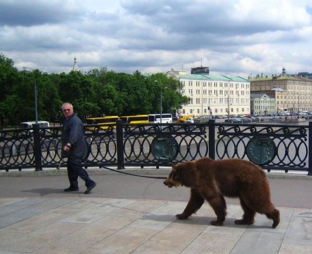 Все в порядке, вы в России животные, медведь, россия