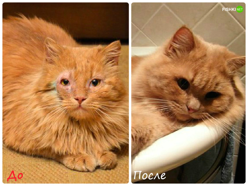 Две большие разницы: животные до и после того, как их приютили до и после, дом, животные, коты, собаки, улица