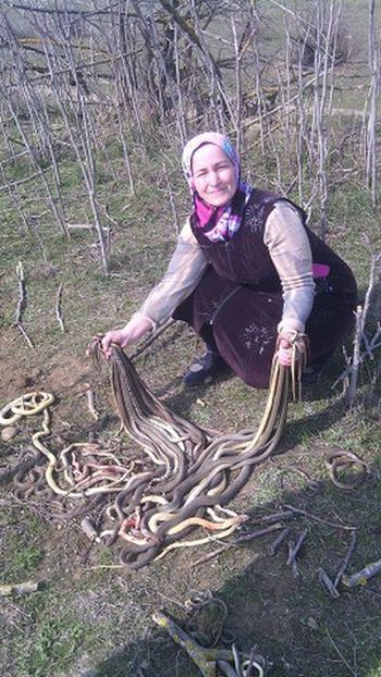 В Дагестане пенсионерка убила 80 змей, поселившихся на ее огороде В Дагестане пенсионерка убила 80 змей, поселившихся на ее огороде