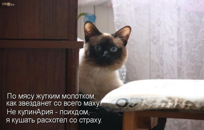 Котоматрица. Часть 2. (45 фото)