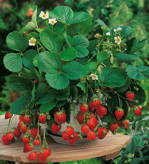 http://florettka.ru/wp-content/uploads/2012/04/klubnika_.jpg