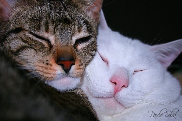 Смешные и просто красивые фотографии кошек (136 фото)