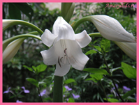 Кринум гибридный белый (Crinum x White Queen)