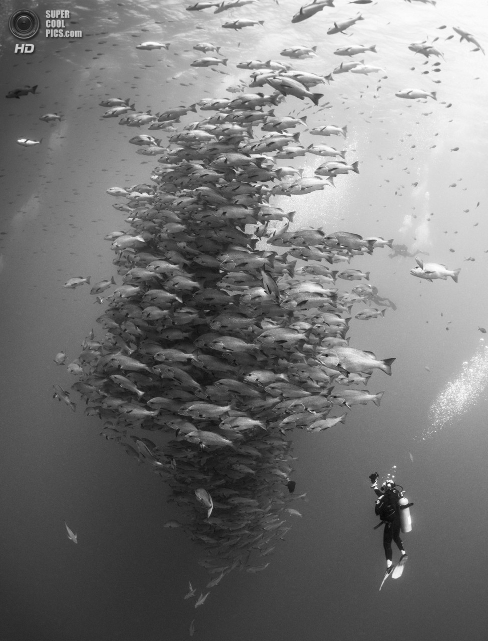 : Wide-angle/Divers. 1 . (Nadya Kulagina/UnderwaterPhotography.com)