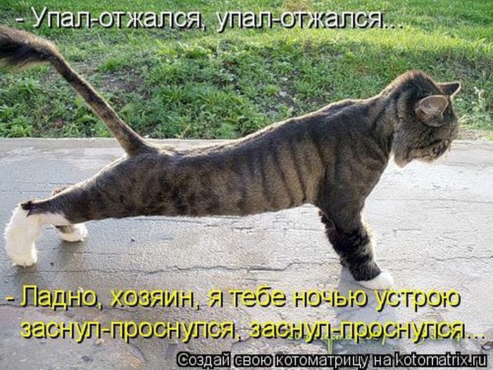 Лучшие котоматрицы недели