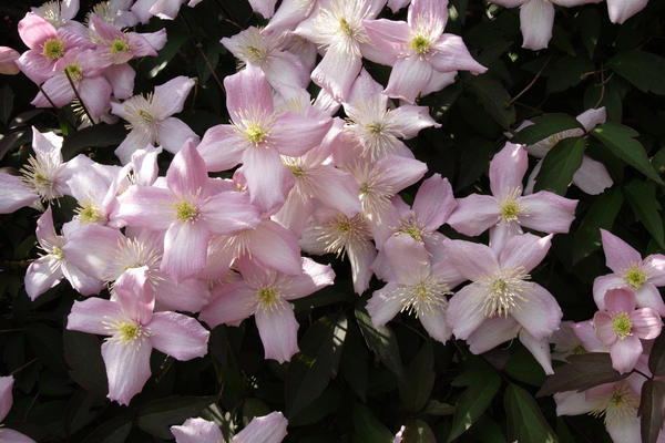 Клематис горный (Clematis montana)