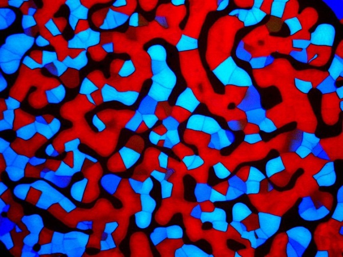 Лучшие микроскопические снимки, на которых можно разглядеть рот пузырчатки и нейроны мыши